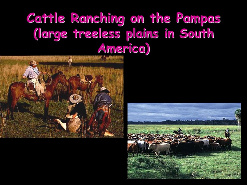 Cattle Ranching on the Pampas (large treeless plains in South America)